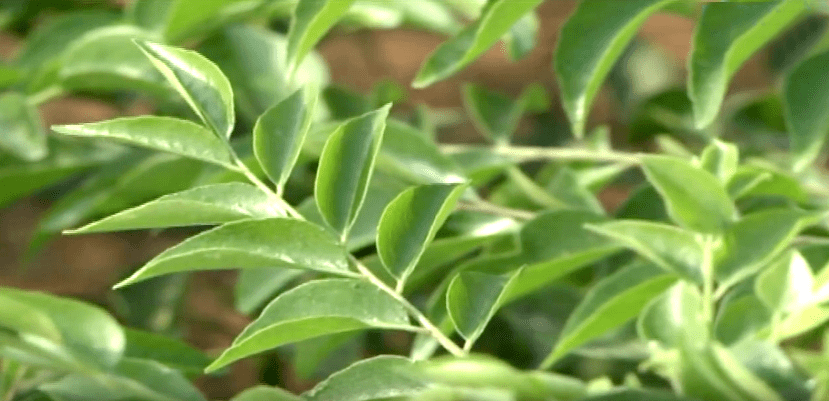 CURRY LEAVES