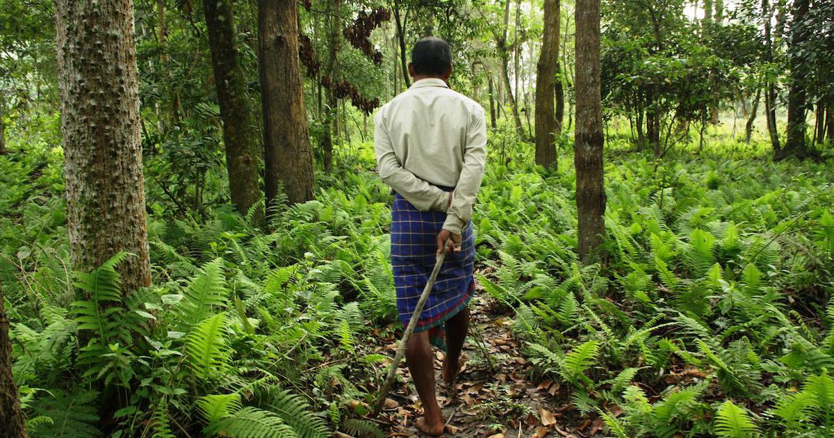 A Beautiful tour of the unique man made forest by the maker himself