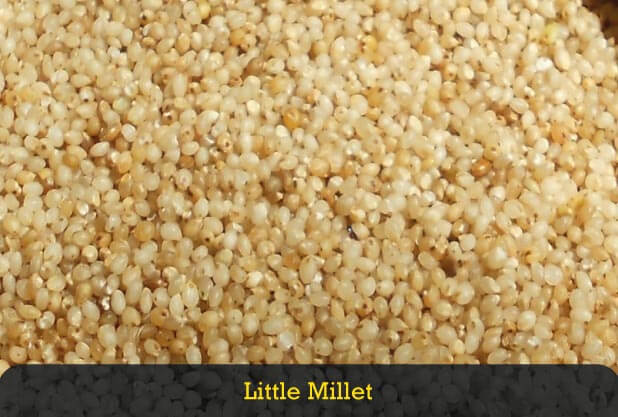 Little Millet