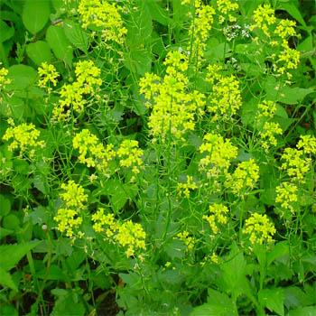 Black Mustard - The Sarson of India