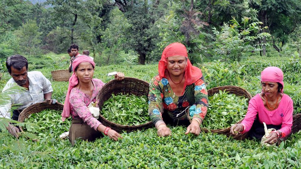 kangra tea