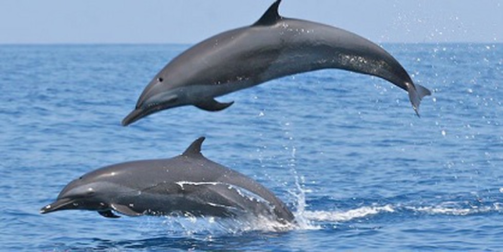 river DOLPHIN